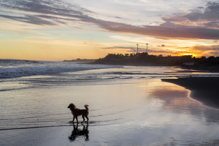 Small funny dog running by the Bali beach at colorful sunset. It reflected in water, calm mirror surfaceの写真素材