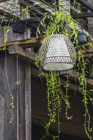 Old beautiful handmade wicker lamp hanging outside in garden on treeの写真素材