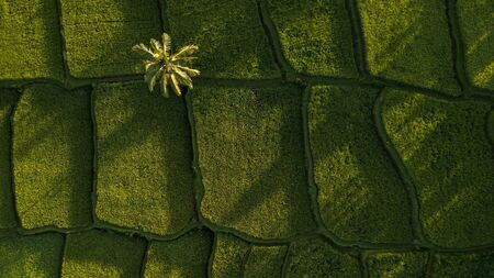 Nature background in green color. Aerial view of green rice terraces in Bali, Ubud. Abstract...