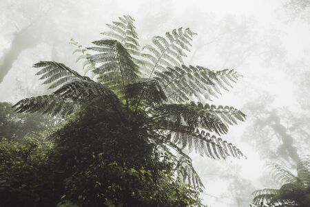 Huge fern in mystical tropical forest in fog. Jurassic period atmosphereの写真素材