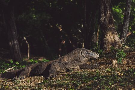 Komodo dragon close-up, scientific name: Varanus komodoensis. Natural habitat. Indonesia, Rinca...