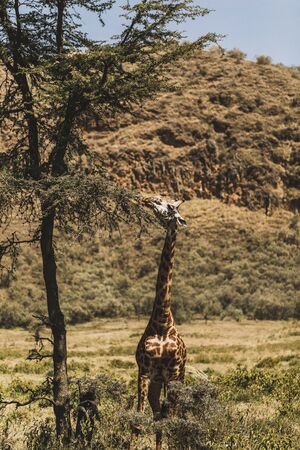 One giraffe eating leaves from tree brunch. Safari in Kenya, Africa. Wild nature.の写真素材