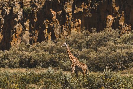 One giraffe hiding in bushes. Safari in Kenya, Africa. Wild nature and animals. Travel in african savannah.の写真素材