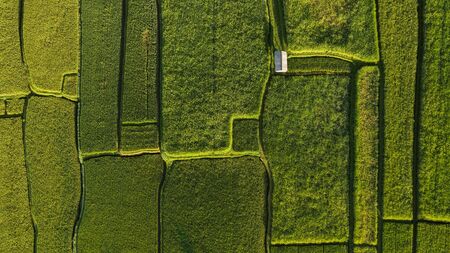 Abstract geometric shapes of agricultural parcels in green color..Bali rice fields. Aerial view...