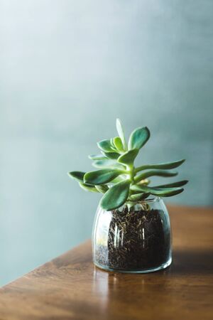 Succulent flower in glass transparent pot on wooden table. Background of grey concrete wall. Trendy interior design element.の写真素材