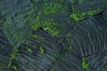 Black stone wall background with green moss and lichen. Nature texture. Empty place and copy space.