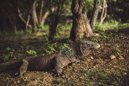 Komodo dragon close-up, scientific name: Varanus komodoensis. Natural habitat. Indonesia, Rinca Islandの写真素材