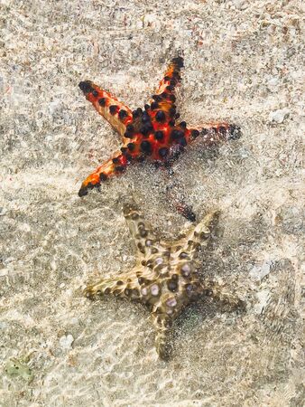 Two starfish red and yellow in clean water with sand background