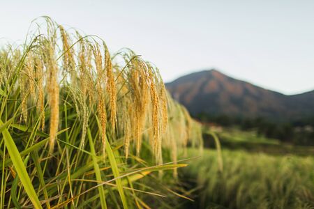 Ears of ripened rice crop. Agriculture Harvest Season concept. Popular cereal in Asia, famous rice...
