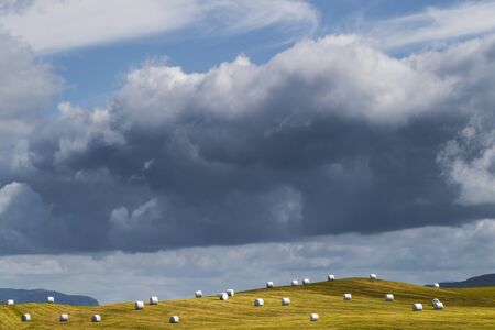 White plastic silage wrapped bales with hay on green grass hill in Iceland. Farming in Scandinavia,...