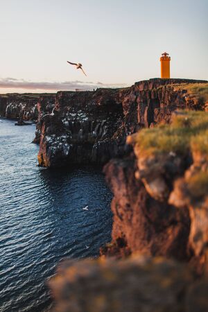 View from the cliff of Svortuloft Lighthouse in Snaefellsjokull National Park, Iceland. Orange colorful sunset, flying bird seagull, good sunny weather.の写真素材
