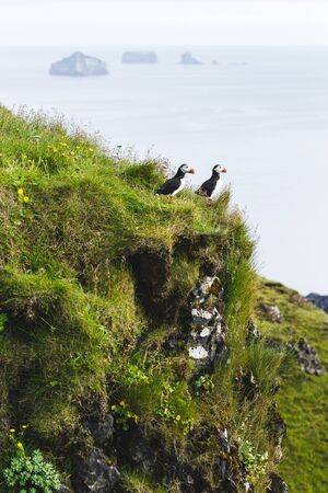 Two birds Atlantic puffin in natural habitat in Vestmannaeyjar island
