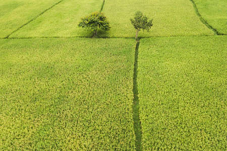 Agriculture aerial view from above. Ubud rice terraces, Indonesia, Asia. Abstract geometric texture...