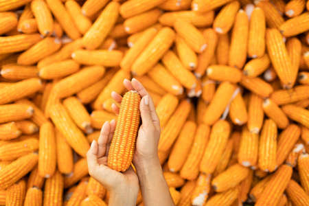 Hand hold orange corn cob. USA agriculture, harvest season. Healthy and organic, non gmo, vegetarian...
