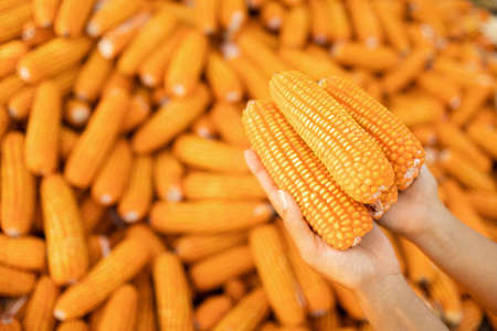 Hand hold orange corn cob. USA agriculture, harvest season. Healthy and organic, non gmo, vegetarian...