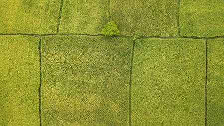 Agriculture aerial view from above. Ubud rice terraces, Indonesia, Asia. Abstract geometric texture...