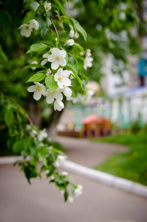 Branch of apple flowers with a children's lodge on background in spring's dayの写真素材