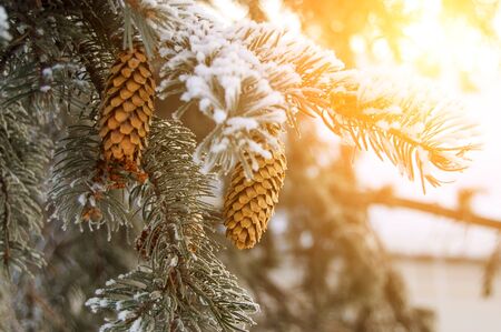 winter spruce branches with cones and snow in the warm sunshineの写真素材