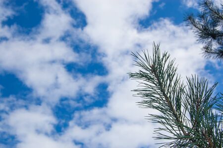 pine-tree branch against the blue sky with white clouds