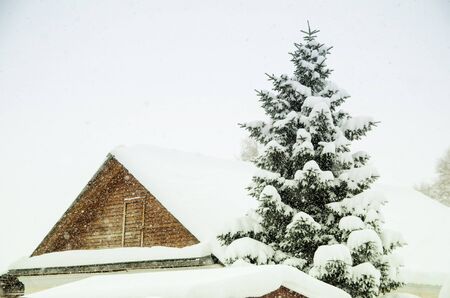 roof of a wooden house with a nearby standing heavily snowed fir trees during a snowfallの写真素材