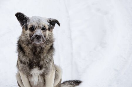 A homeless dog with a sad look sprinkled with snow sits on a snowy road clouse-upの写真素材