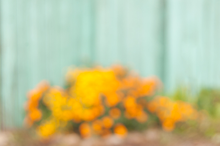 defocused flowerbed with yellow and orange flowers against a pale green wooden fenceの写真素材