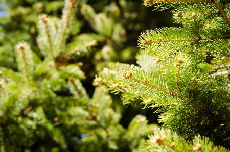 young green spruce branches that grew in spring. The concept of fresh healing bactericidal air of...