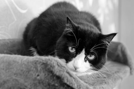 scared cat peeks carefully from the edge of his bed.の写真素材