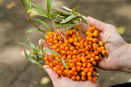 bunches of freshly picked sea buckthorn with leaves lying on open palms.の写真素材
