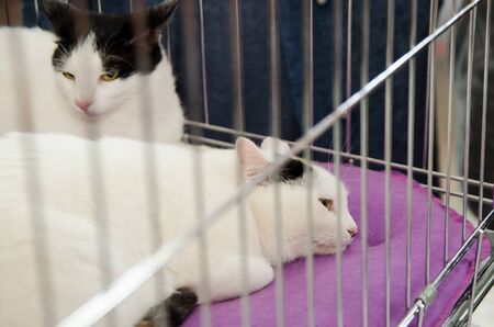 a cat lies on a pillow next to another cat in a cage for an exhibition.