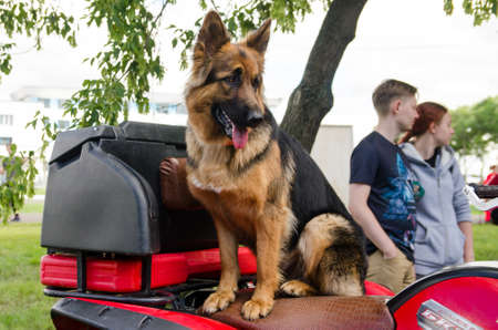 Komsomolsk-on-Amur, RUSSIA - JULY 21, 2018. trained German shepherd on a red ATV waiting for a rideのeditorial素材