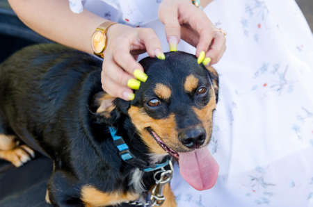 The young woman caresses her cute little dog for a walk.の写真素材