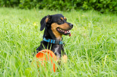 Cute little black dog next flying disc in the green grass.の写真素材