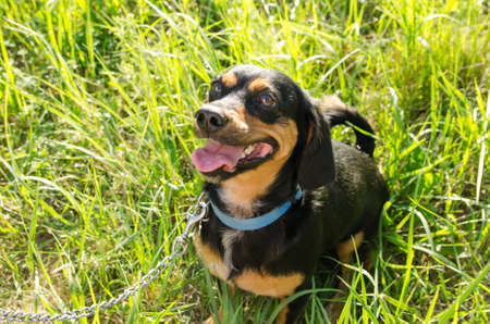 Cute little dog is waiting for a treat while sitting in the green grass.の写真素材