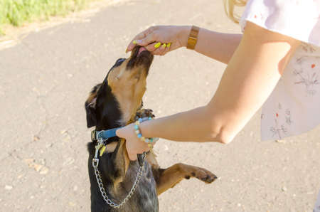 young woman gives a treat to a cute dog on a walk in the park on a summer evening.の写真素材