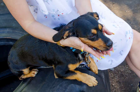 young woman caresses her cute little dog for a walk.の写真素材