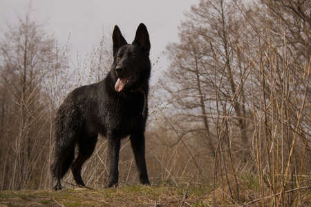 Black shepherd dog - best friend.の写真素材