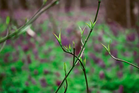 Blossoming branches in the wild forest. early spring awakens natureの写真素材