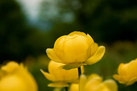 Yellow petaled flower on a stem with a blurred background.の写真素材