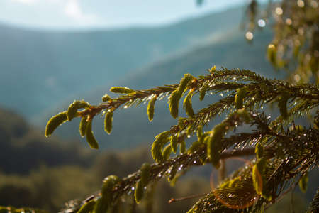 A sheer twig if after rain, the shine of drops in the sun on needles.の写真素材