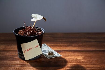 Startup and aspirations. New business, development and investment concept. Flower pot and coins on...