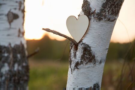 Ecological house and healthy eco living. Eco-friendly dwellings and lifestyles of modern citizen. Wood heart on tree.の写真素材