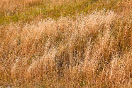 Dry grass and desert terrain. Natural landscape and grass field. Summer or autumn season. Freedom,...