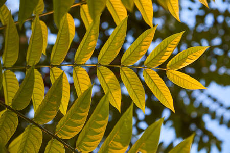 Twig with green leaves. Foliage with sun ray. Botany and organic. Nature and environment idea....