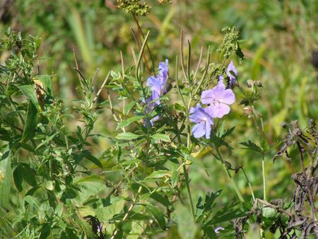 blue flowerのeditorial素材