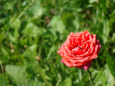 red rose in the gardenのeditorial素材