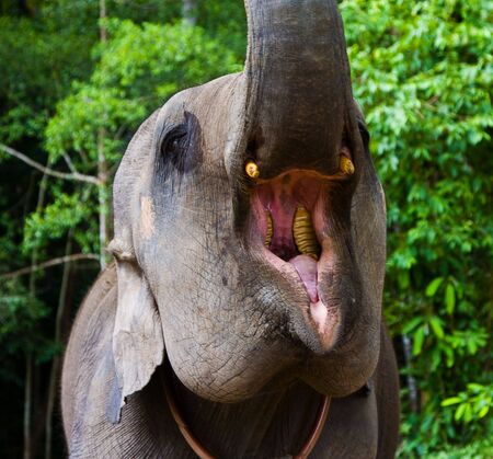 Elephantの写真素材