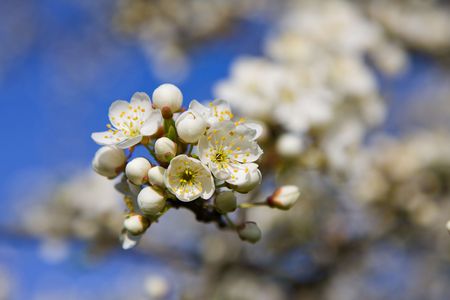 Cherry flower