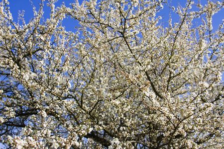Cherry flowerの写真素材