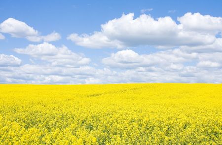Rape fieldの写真素材